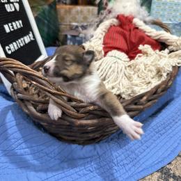 Switzer - Sable and white male Collie puppy in Beaver, Oklahoma from Lawson’s Lassies