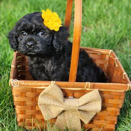Black girl - Black female Cavapoo puppy in Ossian, Indiana from Sharices Cavapoos