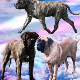 Mastiff puppies from Cain Kennels Mastiffs