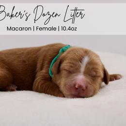 Macaron - Red  female Goldendoodle puppy in Comanche, Texas from Central Texas Doodles, LLC.