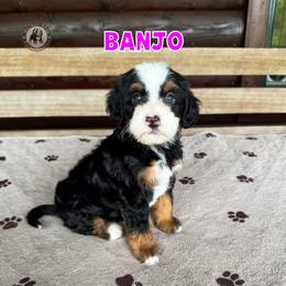 Banjo - Tri-color female Bernedoodle puppy in Banner Elk, North Carolina from Walnut Tree Bernedoodles