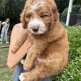 Bernedoodle Puppies from Palmetto Bernedoodles Boutique