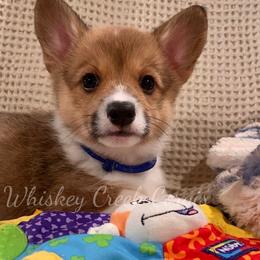 Blue Collar Boy - Pembroke Welsh Corgi puppy in Sterling, Oklahoma from Whiskey Creek Corgis