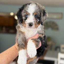 Twig - Blue merle male Bernedoodle puppy in Henry, Illinois from Rowe Farms Doodles
