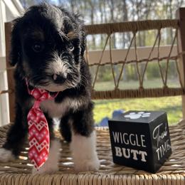 Pookie - Tri-color male Bernedoodle puppy in Camden, North Carolina from Oopsie Doodles of NC