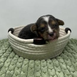 Earl - Blue male Pembroke Welsh Corgi puppy in Waco, Texas from The Comma Corgis