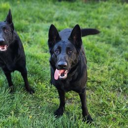 German Shepherd Puppies from Vom Cosabar