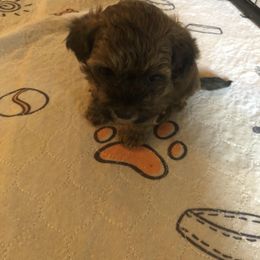 Boy 1 - Red brindle male Havapoo puppy in Centerville, Idaho from HopplevalleyPTA...(Puppies To Adore)