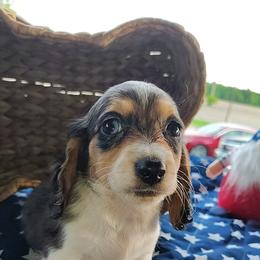 Noah - Dapple male Dachshund puppy in Hudson, Michigan from Mittentail Kennel Miniature Dachshunds & Australian Shepherds