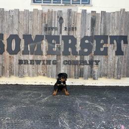 Rottweiler Puppies from Bronx Von Bridges Rottweilers