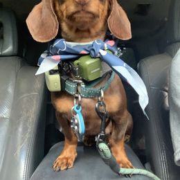 Koopa - Dachshund