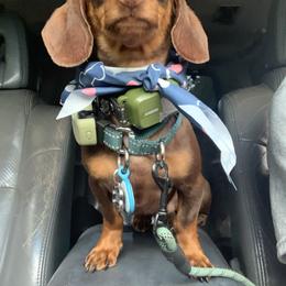 Koopa - Dachshund