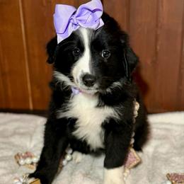 Purple collar - Black tri female Miniature Australian Shepherd puppy in 32046, Florida from River Hill Ranch