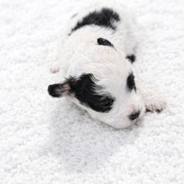Ridge - Black and white male Aussiedoodle puppy in Louisville, Mississippi from Kristy’s Kennels