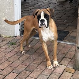 Maverick - Fawn Boxer puppy in New Smyrna Beach, Florida from Beachside Boxers and Frenchies