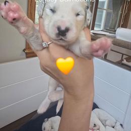 Thunder - White and black male Dalmatian puppy in Janesville, Wisconsin from Legacy Dalmatians