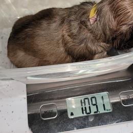 Dachshund Puppies from CLARK'S BREEDING PROGRAM