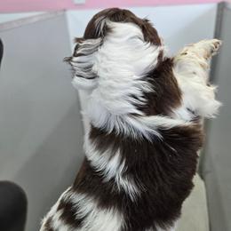Charlie - Chocolate male Shih Tzu puppy in Carthage, Missouri from Cooley's Cuddle Pups