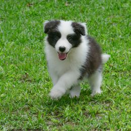 Border Collie Puppies from Shorewind Border Collies