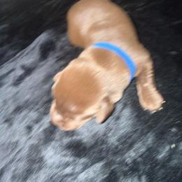 Blue - Chocolate male Labrador Retriever puppy in Kinta, Oklahoma from Beaver Creek Kennels
