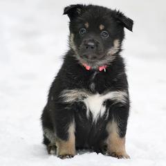 Pink Girl - Säde - Black and tan female Lapponian Herder puppy in Prattsburgh, New York from Maalattu Koirankoppi Lapponian Herders