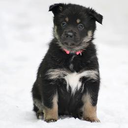 Pink Girl - Säde - Black and tan female Lapponian Herder puppy in Prattsburgh, New York from Maalattu Koirankoppi Lapponian Herders