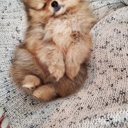 German Shepherd and Pomeranian Puppies from Heartland Shepherds