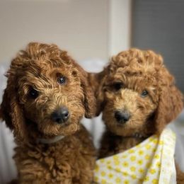 Labradoodles from Thelabradoodlefarm