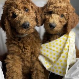 Labradoodles from Thelabradoodlefarm