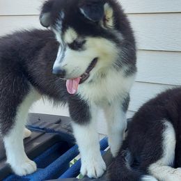 Alaskan Husky Puppies from Mawlawi Huskies