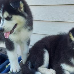 Alaskan Husky Puppies from Mawlawi Huskies