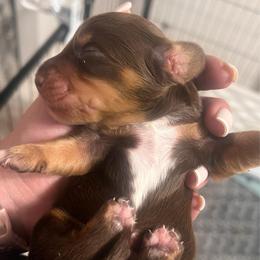 Logan - Chocolate and tan male Dachshund puppy in Miami, Florida from Maitime Dachshund