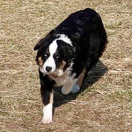 River - Australian Shepherd