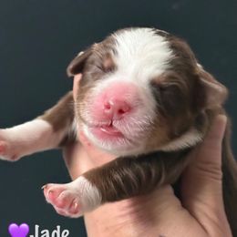 Jade - female Australian Mountain Doodle puppy in Cortez, Colorado from Sassy Pants Pups