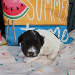 Mercedes - Black and white female Havanese puppy in Hawthorne, Florida from Havanese Acres