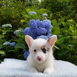 American Corgi and Pembroke Welsh Corgi Puppies from Whimsical Treasure Corgis