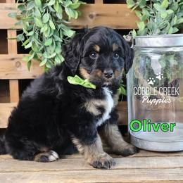 Oliver - Tri-color male Bernedoodle puppy in Heyworth, Illinois from Cobble Creek Puppies