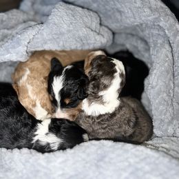 Bernedoodle and French Bulldog Puppies from Bernied00dle Love & Fr3nchi3 Love