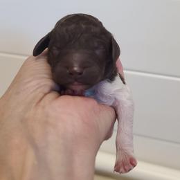 Purple Collar - Parti male Poodle puppy in Colorado Springs, Colorado from Silly's Standard Poodles