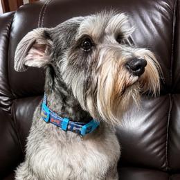 Kayleigh - Miniature Schnauzer