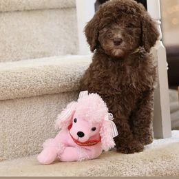 Poodle Puppies from Absolutely Pampered Poodles