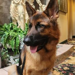 Mia - German Shepherd