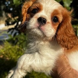 Cavalier King Charles Spaniel Puppies from Diamond Valley Ranch