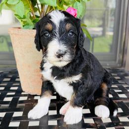 Sarah - Tri-color female Bernedoodle puppy in Bowling Green, Ohio from FDF Pyredoodles & Bernedoodles