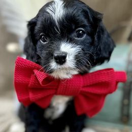 Cavapoos from Babineau’s puppy Crew Poodles and Doodles