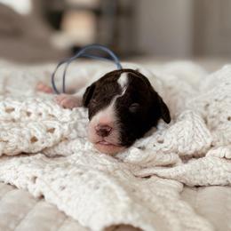 Gyoza - Brown and white male Bernedoodle puppy in Maricopa, Arizona from Desert Ridge Doodles