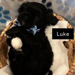 Luke - Black male Shih Tzu puppy in Cordova, Tennessee from TrueLine kennels