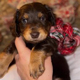 Dachshund Puppies from Wiggles & Wags Dachshund's