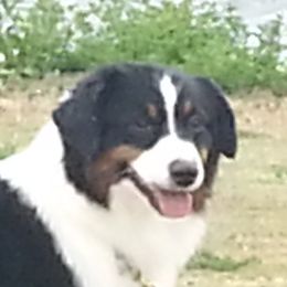 Billy - Miniature American Shepherd
