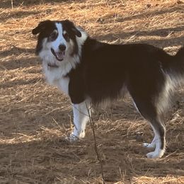 Ranger - English Shepherd